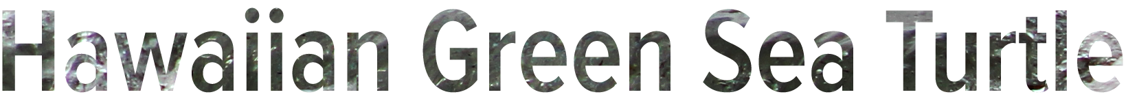 Hawaiian Green Sea Turtle