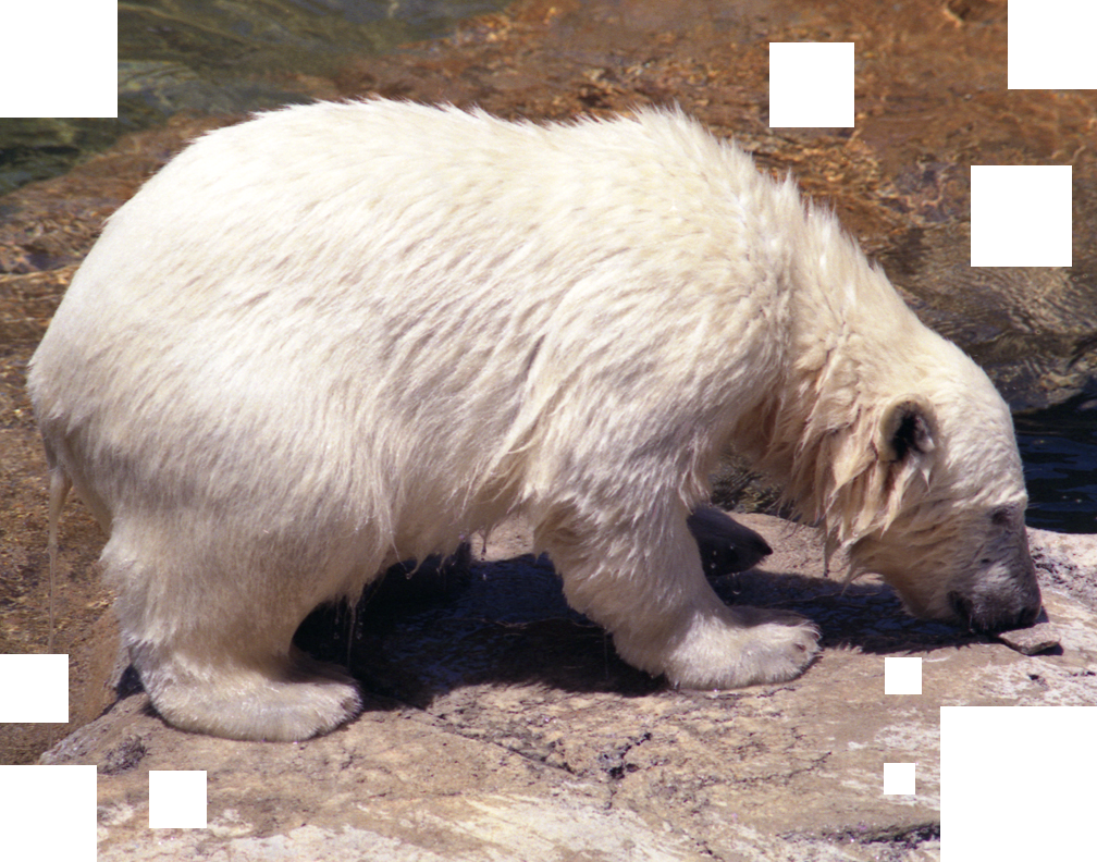 Polar Bear