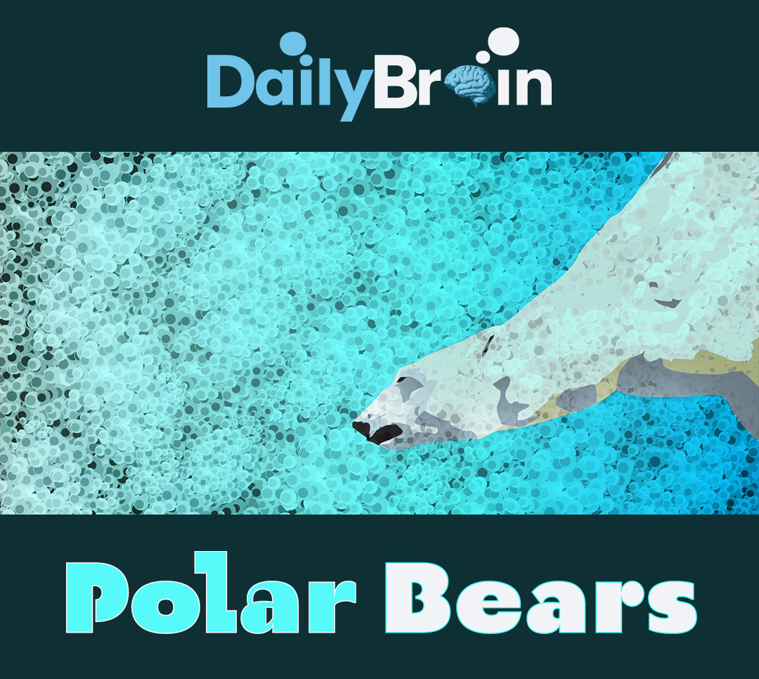 polar-bears