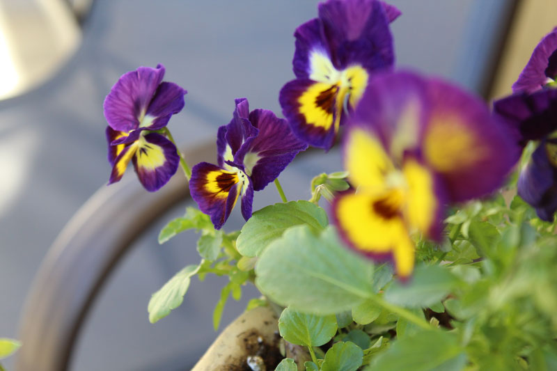 Violas in a planter